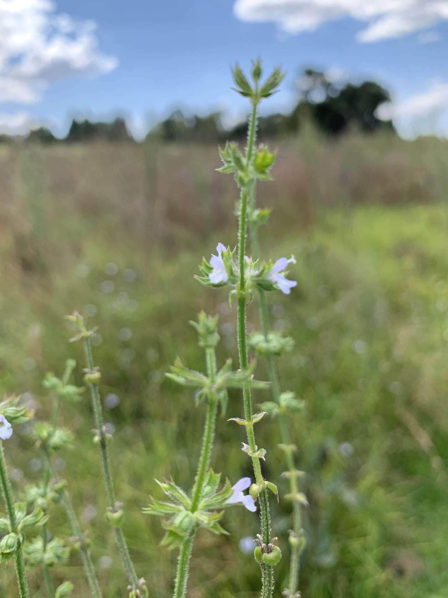 Image of Salvia runcinata L. fil.