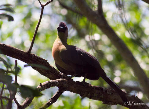 Image of Purple-crested Turaco