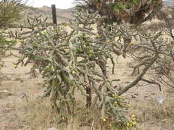 Image of Cylindropuntia imbricata subsp. spinotecta (Griffiths) M. A. Baker