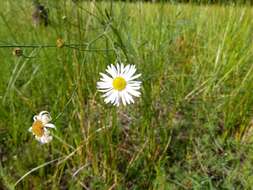 صورة Boltonia asteroides var. glastifolia (Hill) Fernald