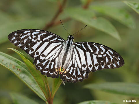 Image of Graphium delesserti (Guérin-Méneville 1839)