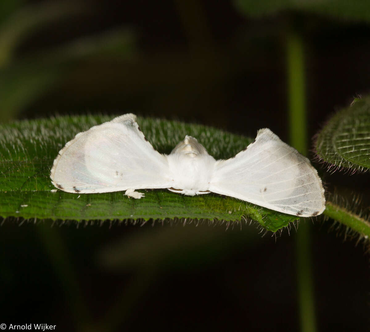 Image of Penicillifera apicalis (Walker 1862)