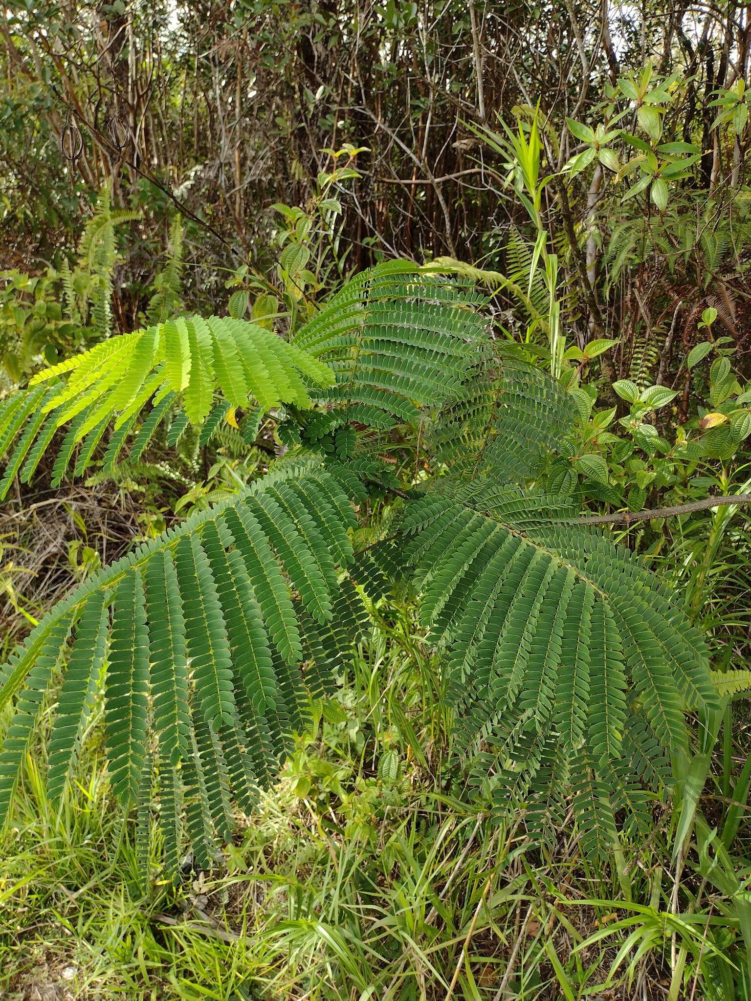 Слика од <i>Falcataria falcata</i>