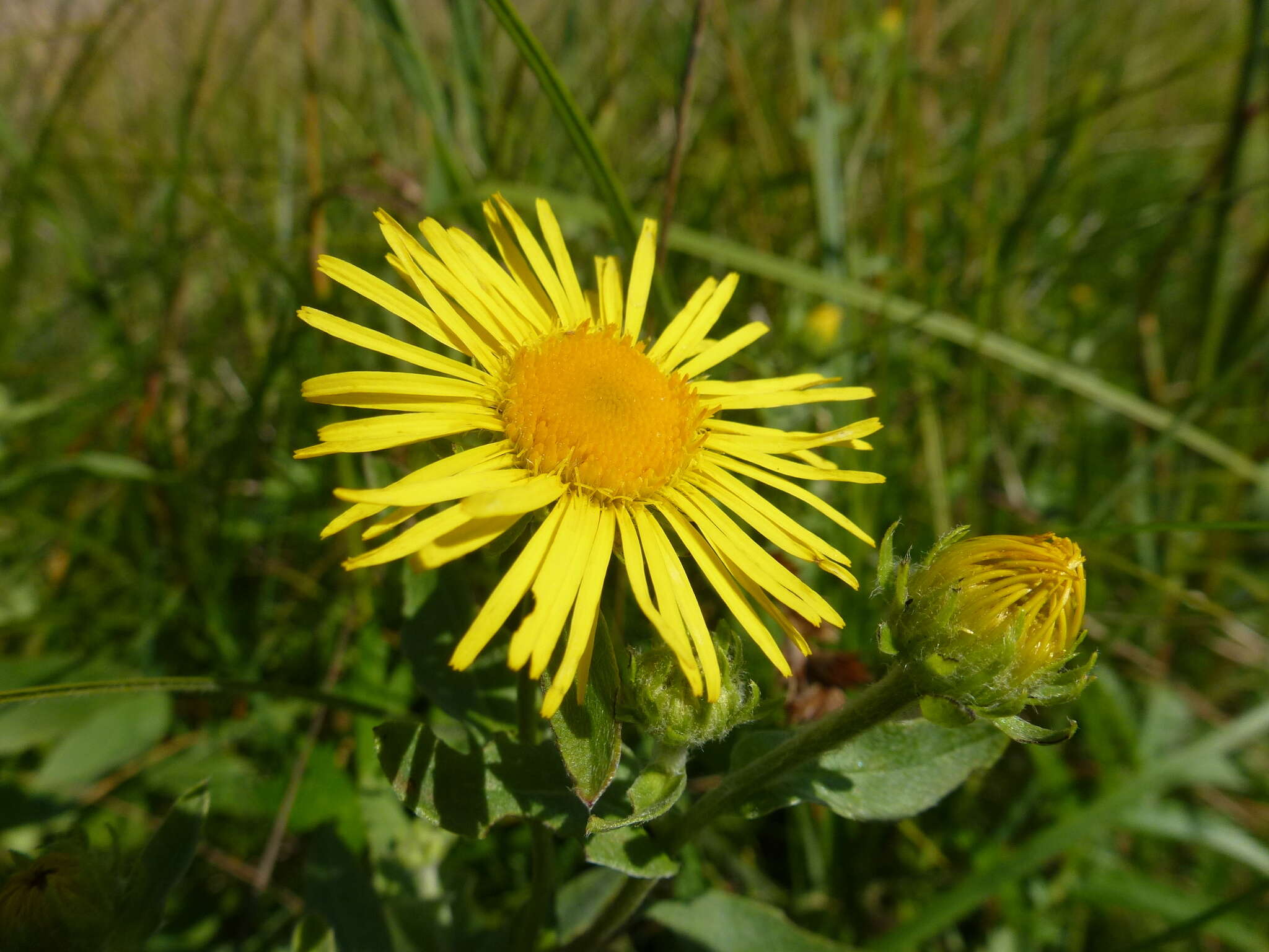 Image of British yellowhead