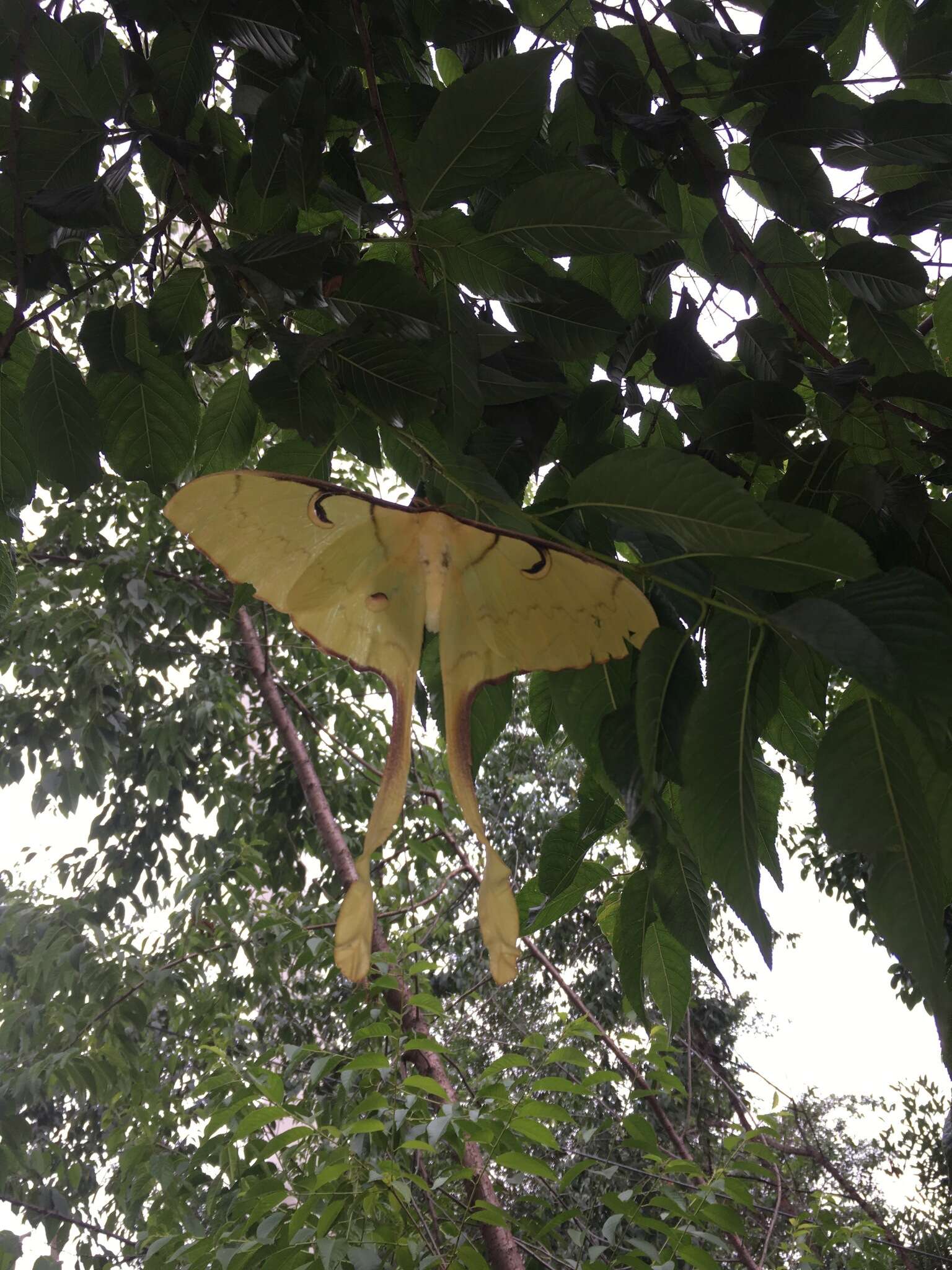 Image of Malaysian moon moth