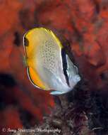 Image of Crochet Butterflyfish