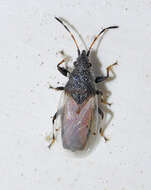 Image of Cotton Seed Bug