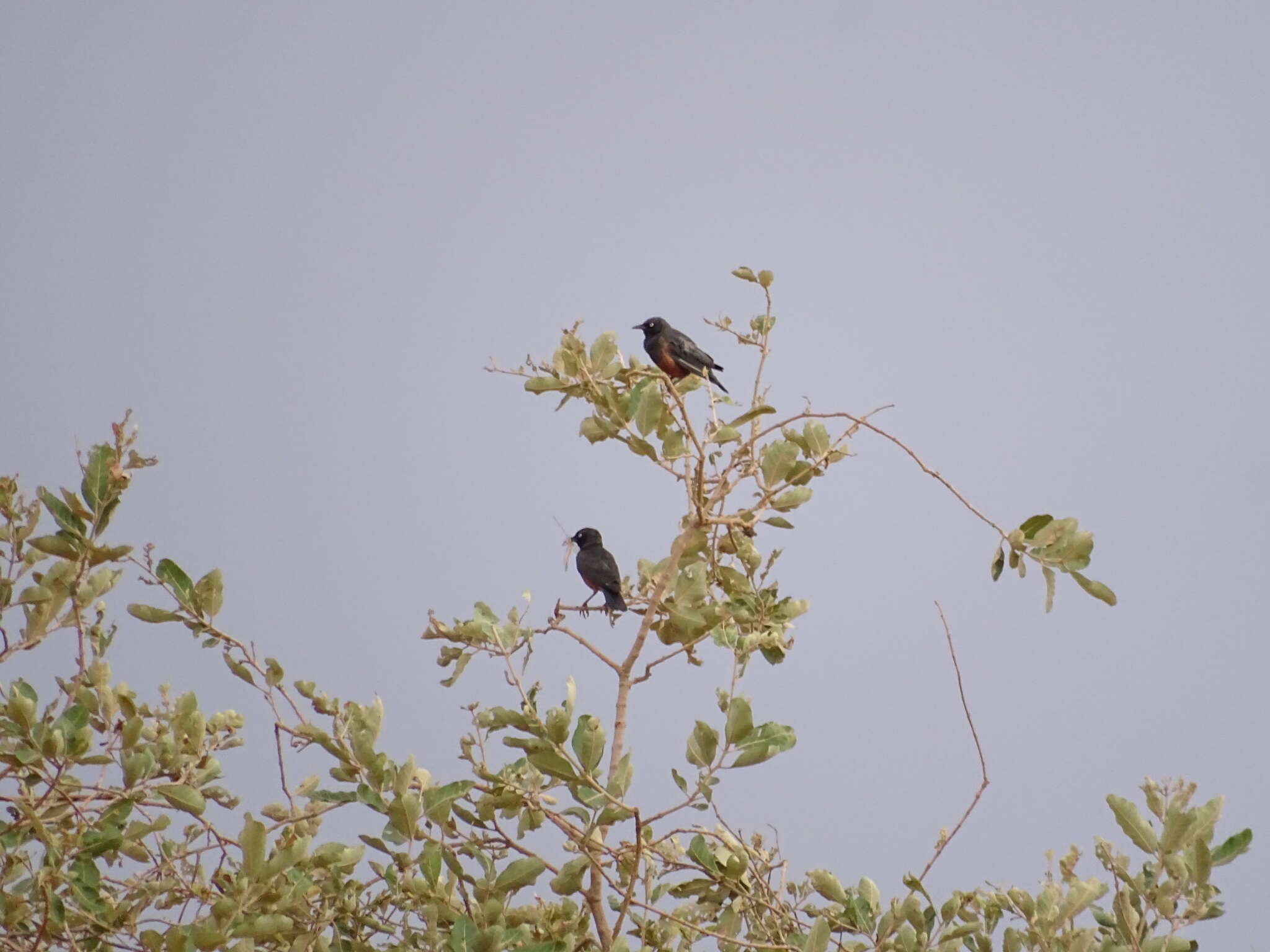 Imagem de Lamprotornis pulcher (Müller & Pls 1776)