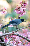 Image of Black-eared Sibia