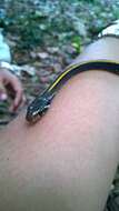 Image of Black Copper Rat Snake