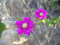 Image of Erepsia brevipetala L. Bol.