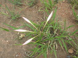 Image de Crinum lugardiae N. E. Br.