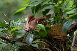 Image of Ruddy Quail-Dove