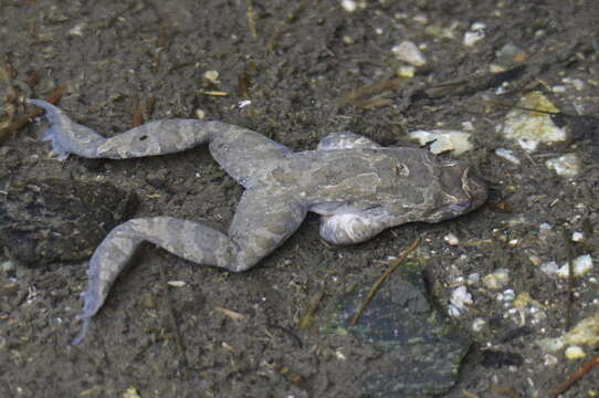 Image of Tyrrhenian Painted Frog