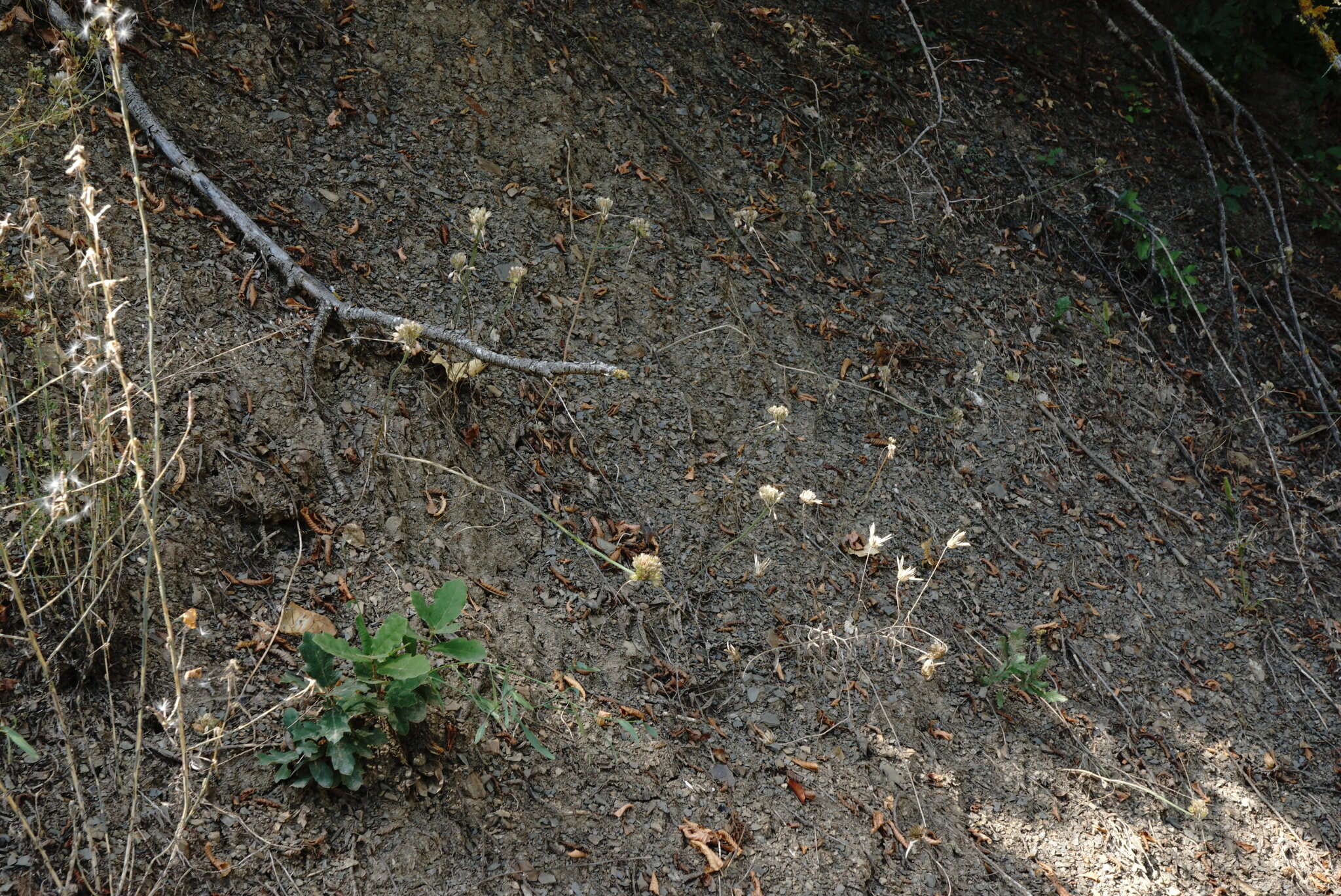 Image of Allium rupestre Steven