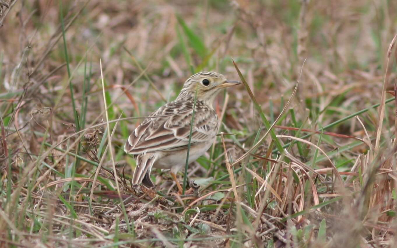 Image of Sprague's pipit