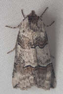 Image of Ceranemota fasciata Barnes & McDunnough 1910