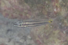 Image of Toothy cardinalfish