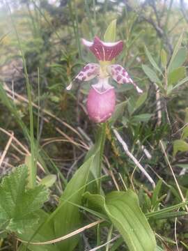 Image of hybrid ladyslipper