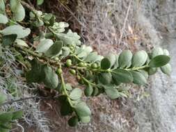 Image of Ilex kunthiana Triana