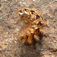 Image of knot grass