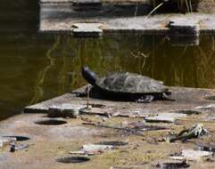 صورة Graptemys pseudogeographica pseudogeographica (Gray 1831)