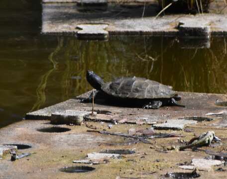 صورة Graptemys pseudogeographica pseudogeographica (Gray 1831)