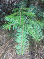 Image of Giant Fir