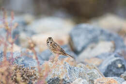 Image de Passerculus sandwichensis beldingi Ridgway 1885