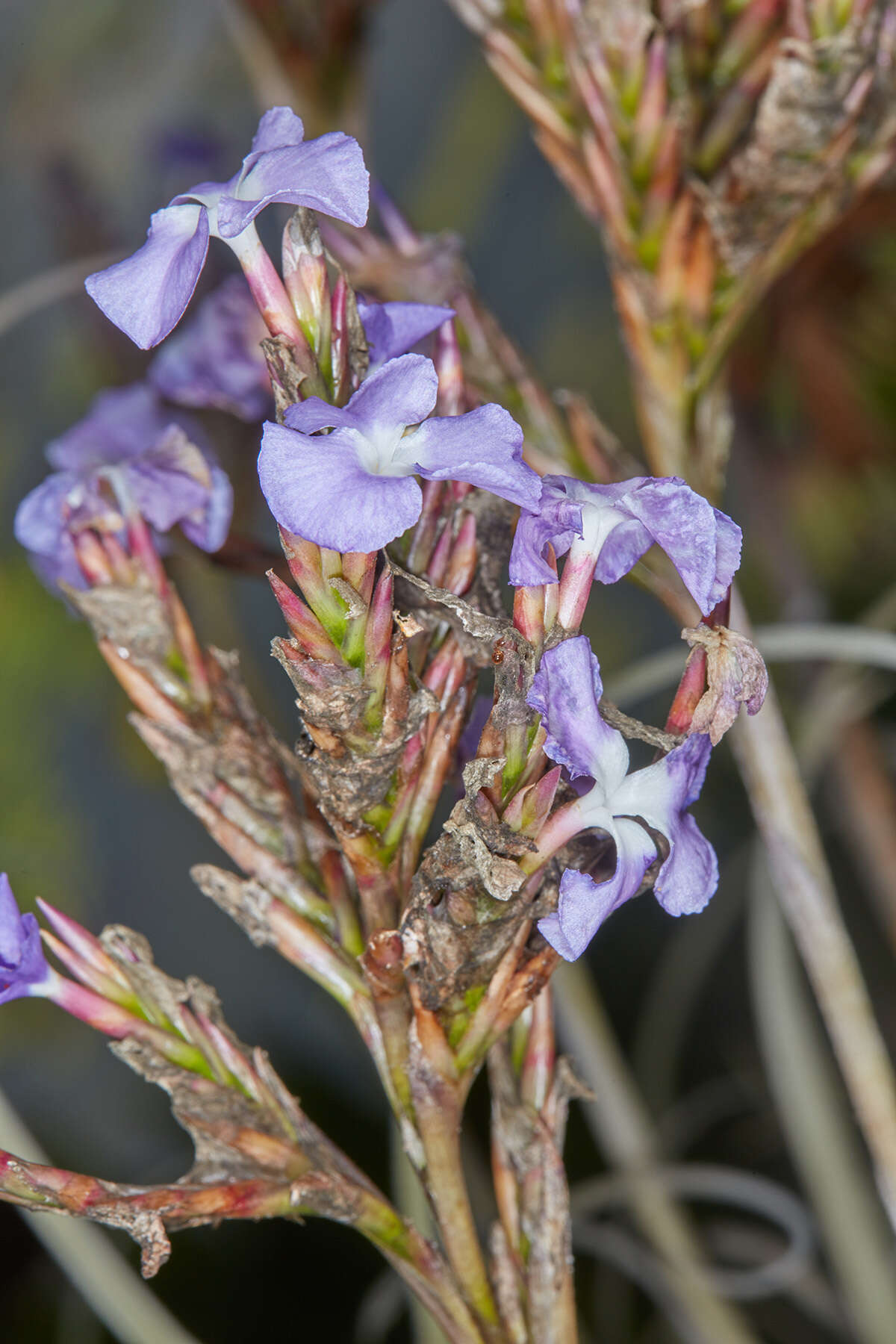 Image of Tillandsia streptocarpa Baker