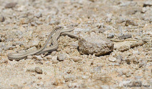 Слика од Psammophis lineolatus (Brandt 1838)