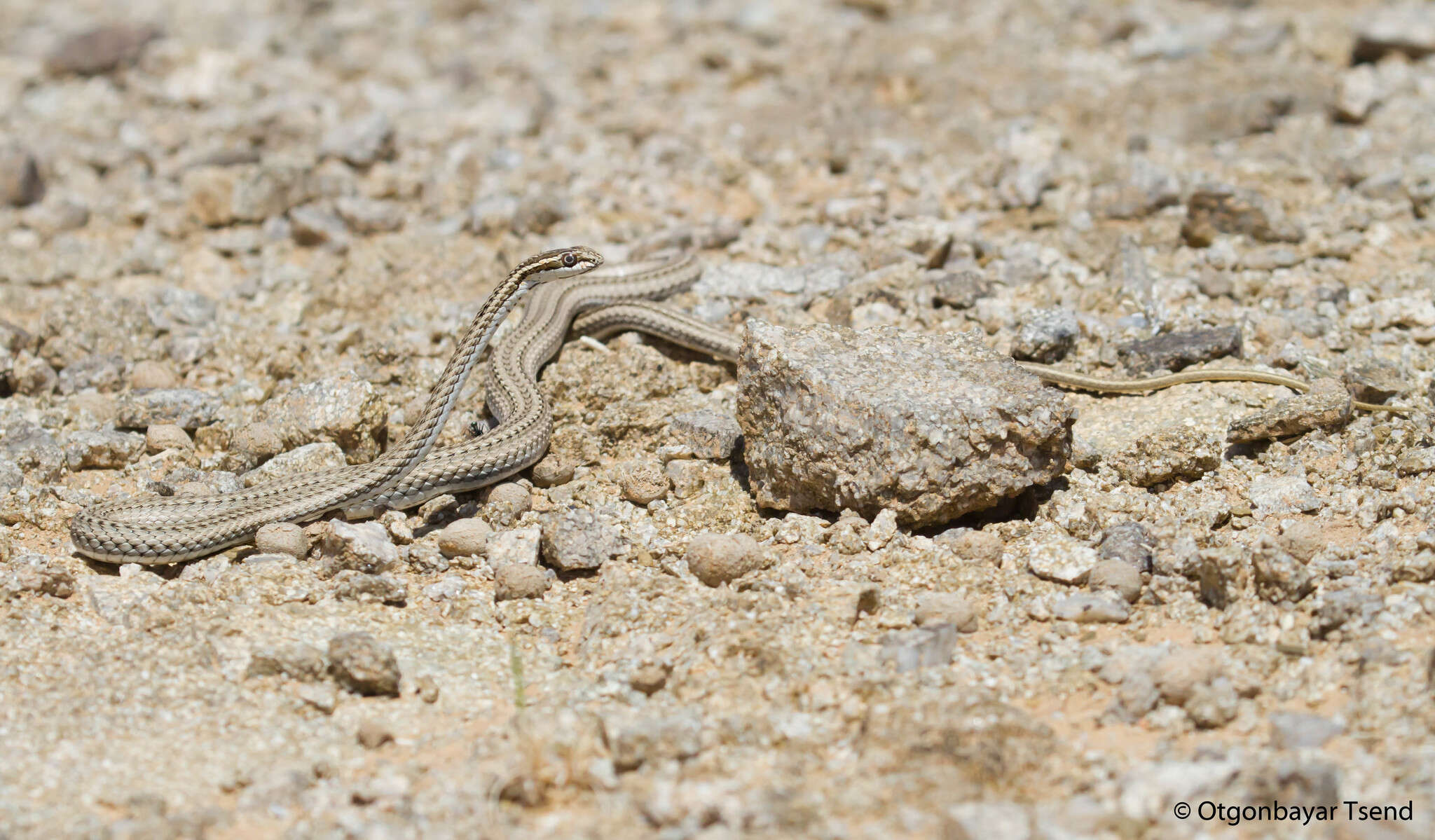 Image of Psammophis lineolatus (Brandt 1838)