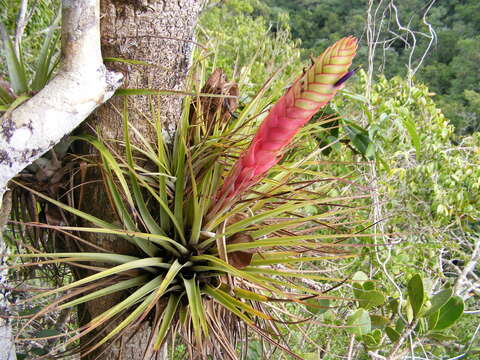 Imagem de Tillandsia compressa Bertero ex Schult. & Schult. fil.