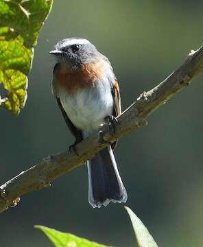 Image of Rufous-breasted Chat-Tyrant