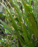 Image of long strapfern