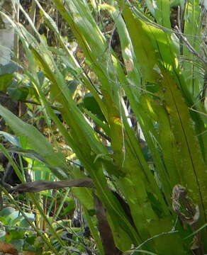 Image of long strapfern