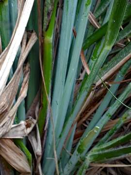 Plancia ëd Austroderia turbaria (Connor) N. P. Barker & H. P. Linder