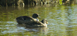 Image of Yellow-billed Teal