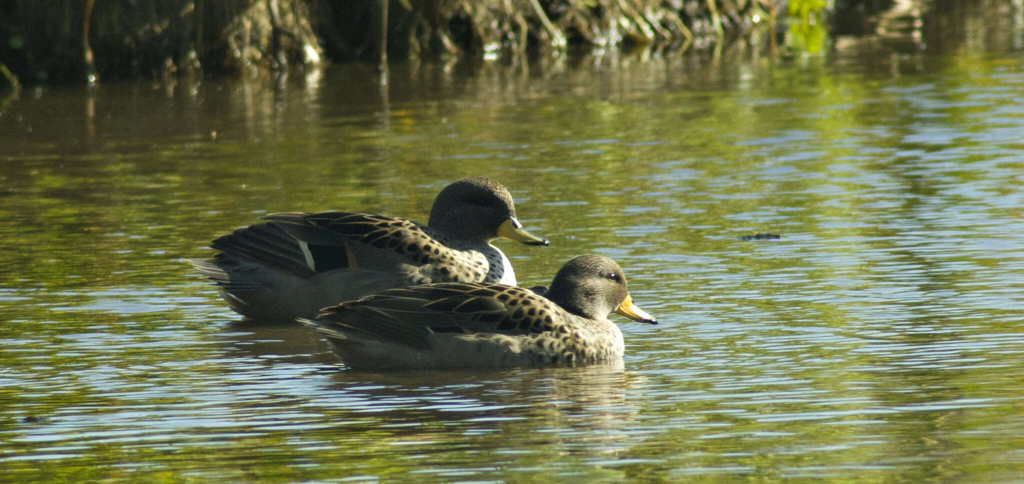 Image of Yellow-billed Teal