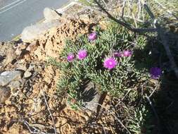 Image of Lampranthus stayneri (L. Bol.) N. E. Br.