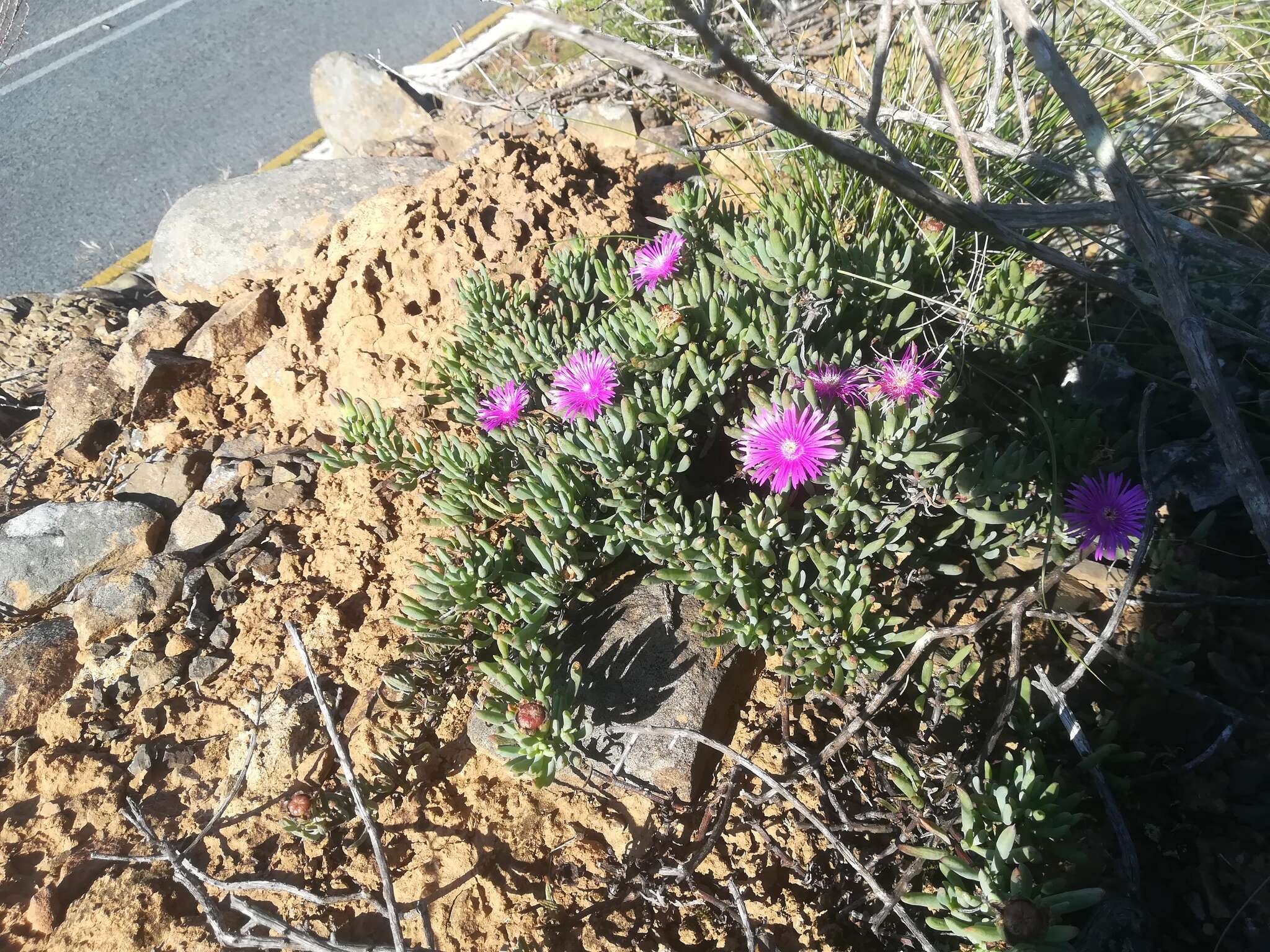 Image of Lampranthus stayneri (L. Bol.) N. E. Br.