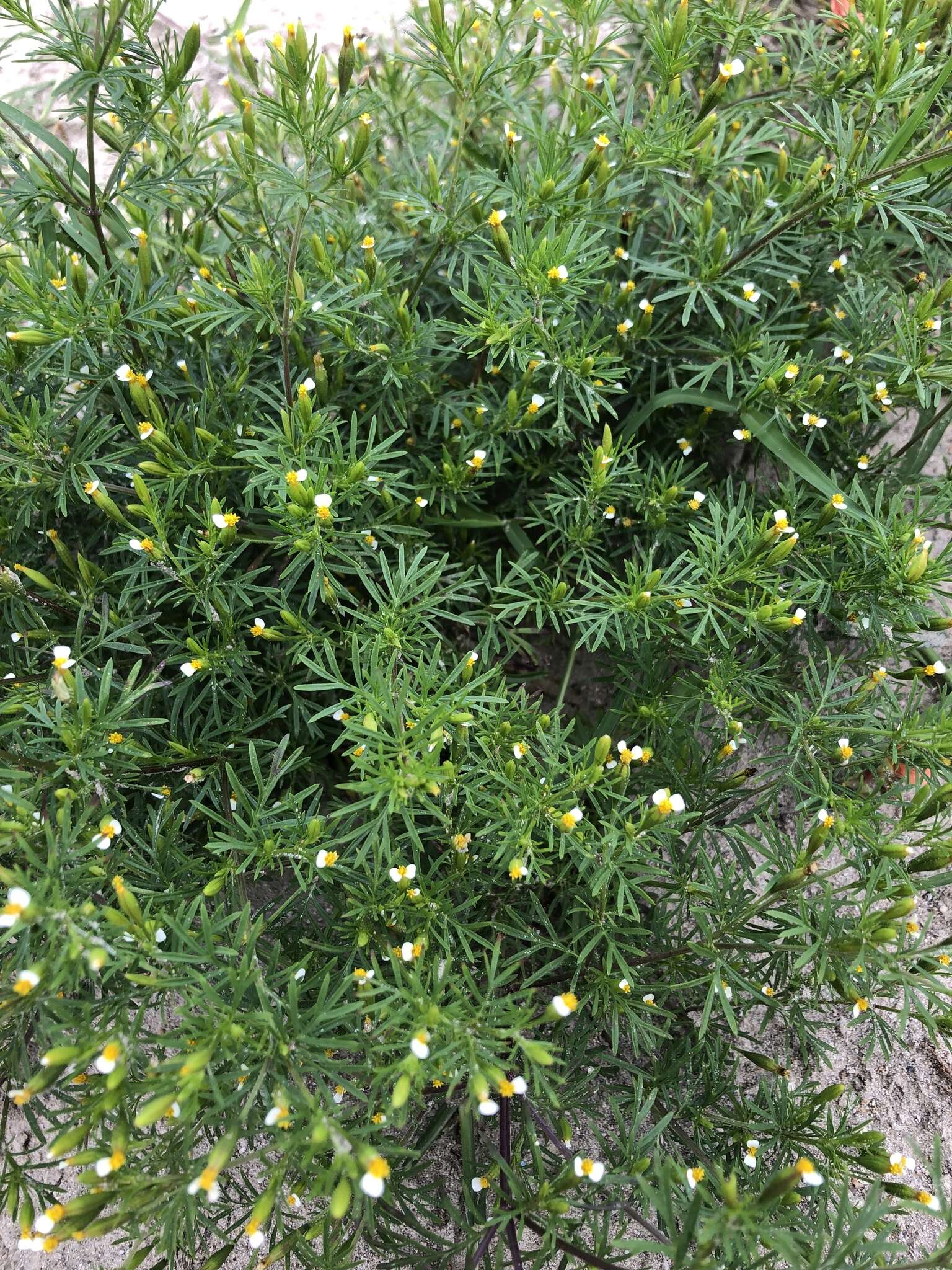 Tagetes filifolia Lag. resmi