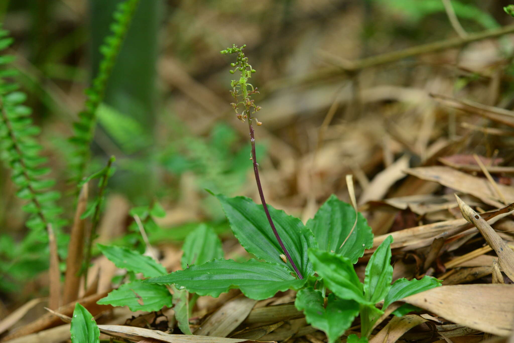 Image de Crepidium matsudae (Yamam.) Szlach.