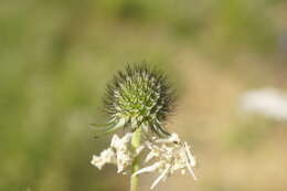 Imagem de Scabiosa praemontana Privalova