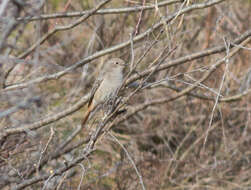 Image of Eversmann's Redstart