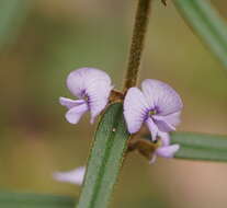 Image of Hovea asperifolia I. Thomps.