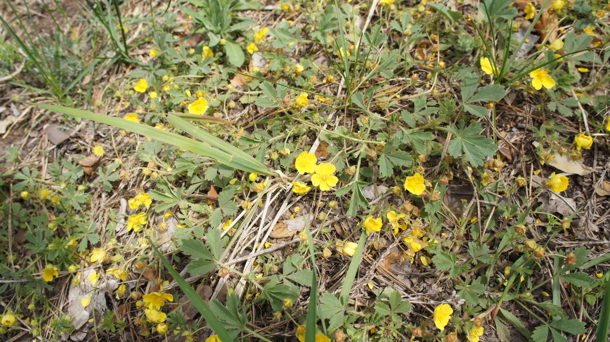 Image of Potentilla incana Gaertn. Mey. & Scherb.