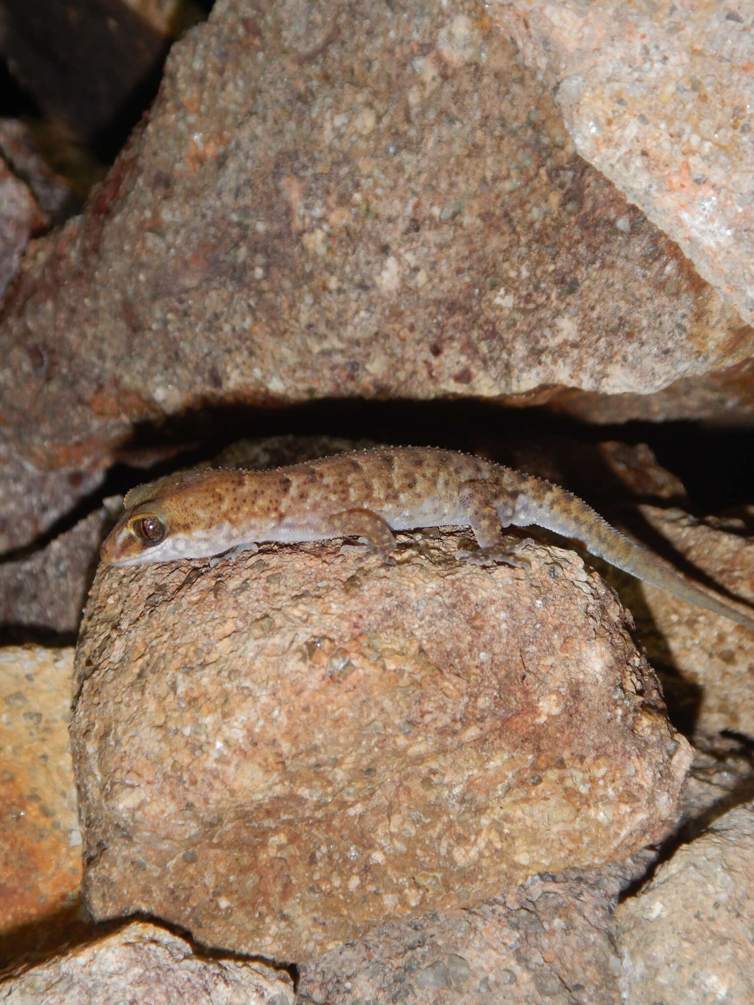 Image of Nactus eboracensis (Macleay 1877)