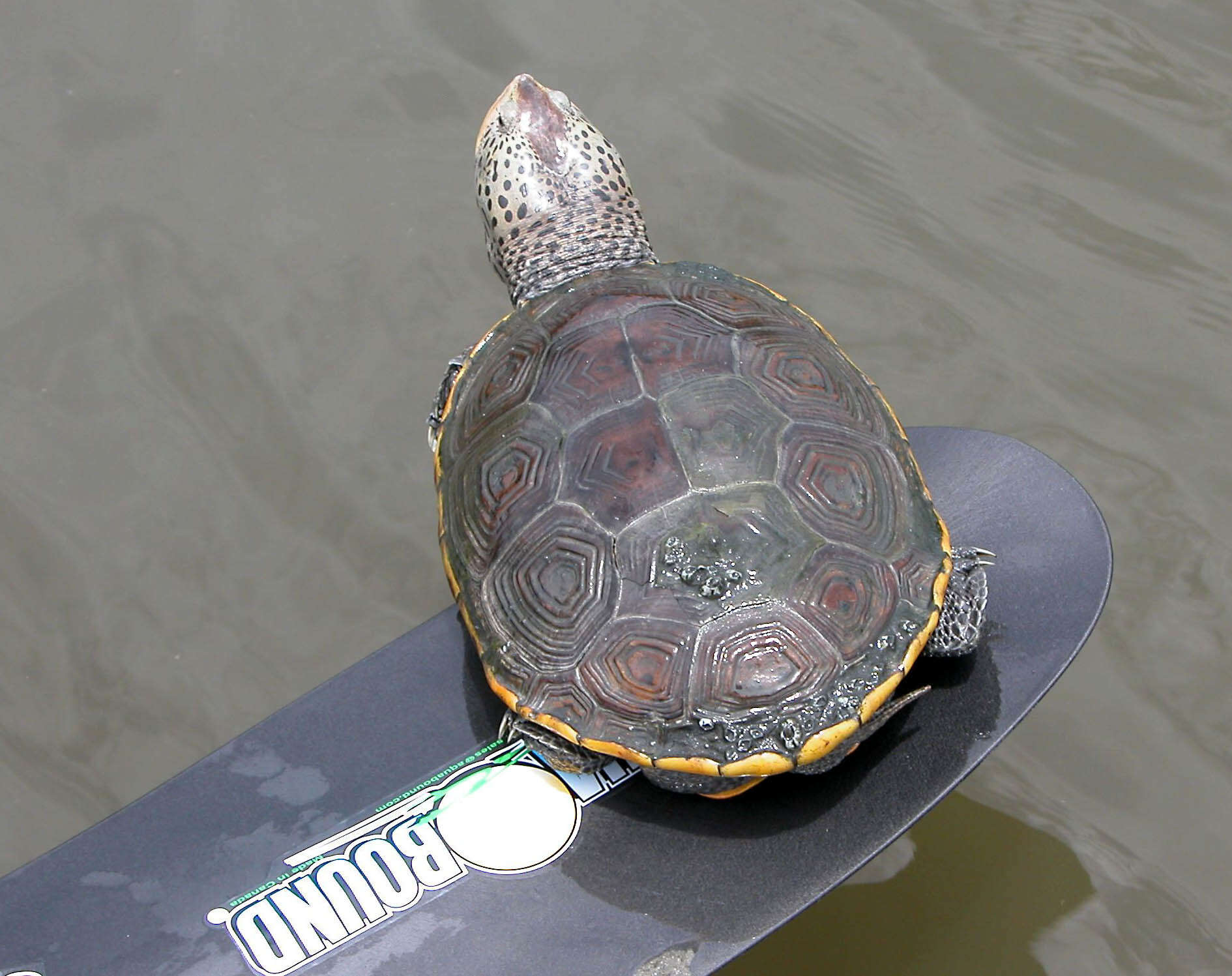 Image of Malaclemys terrapin pileata (Wied 1865)