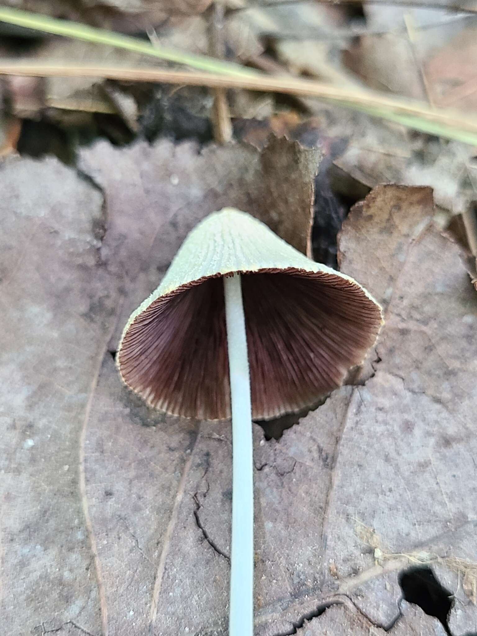 Image of Coprinellus xanthothrix (Romagn.) Vilgalys, Hopple & Jacq. Johnson 2001